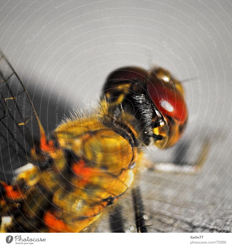 Biplane III Dragonfly Insect Compound eye Feeler Bristles Wing Eyes point sense of sight Flying facets flying machine Macro (Extreme close-up) Independence