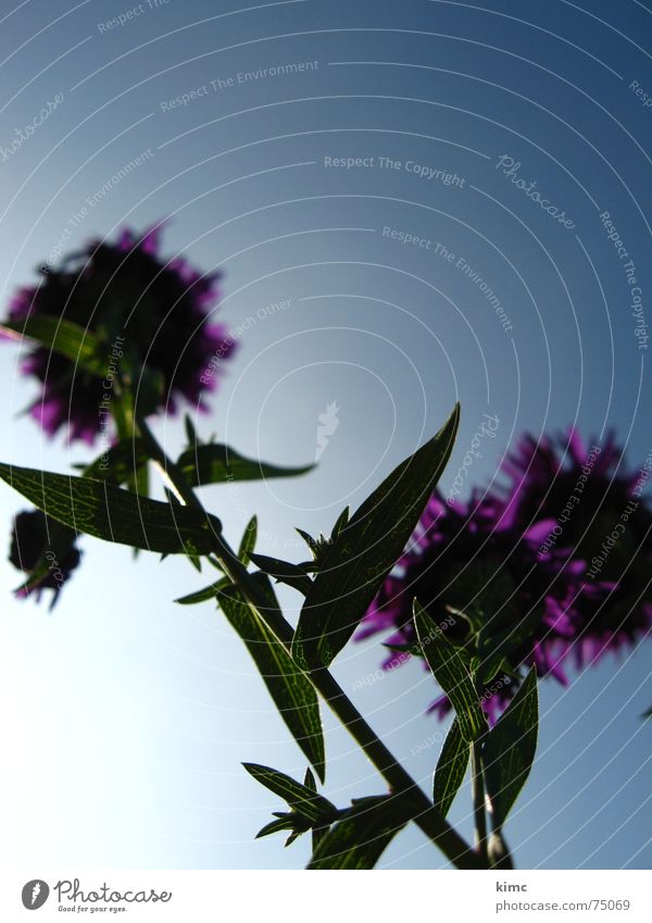 last summer twitches Summer Flower Blossom Plant Violet Spring Sky Blue