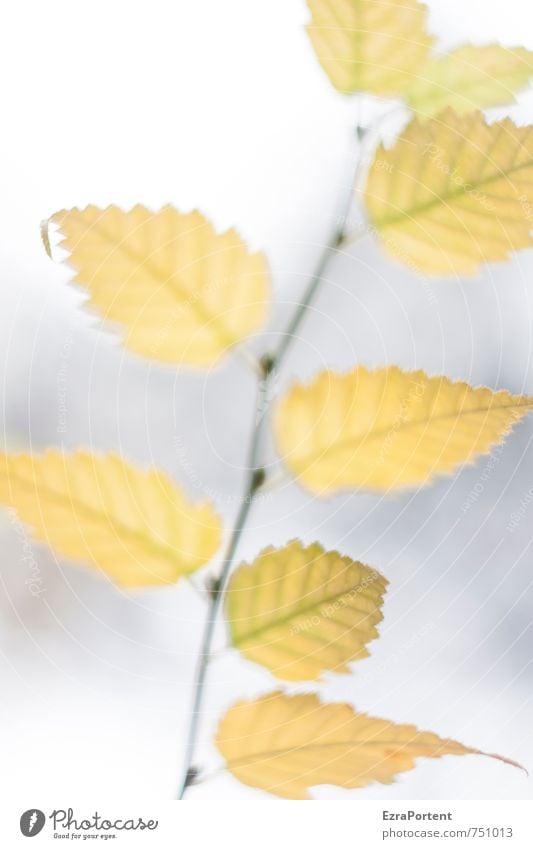 view Environment Nature Plant Autumn Climate Weather Tree Leaf Garden Forest Esthetic Uniqueness Beautiful Yellow Gray White Beech tree Twigs and branches