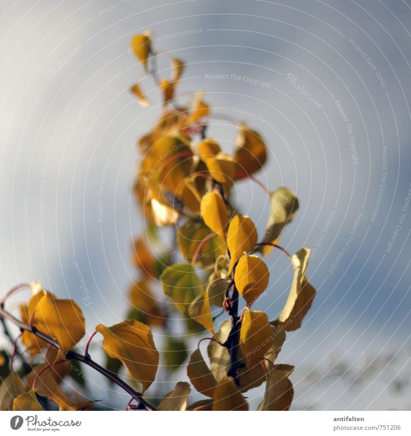 autumn Trip Nature Plant Sky Clouds Summer Autumn Beautiful weather Wind Tree Leaf Garden Park Hang Esthetic Friendliness Happiness Natural Warmth Blue Brown