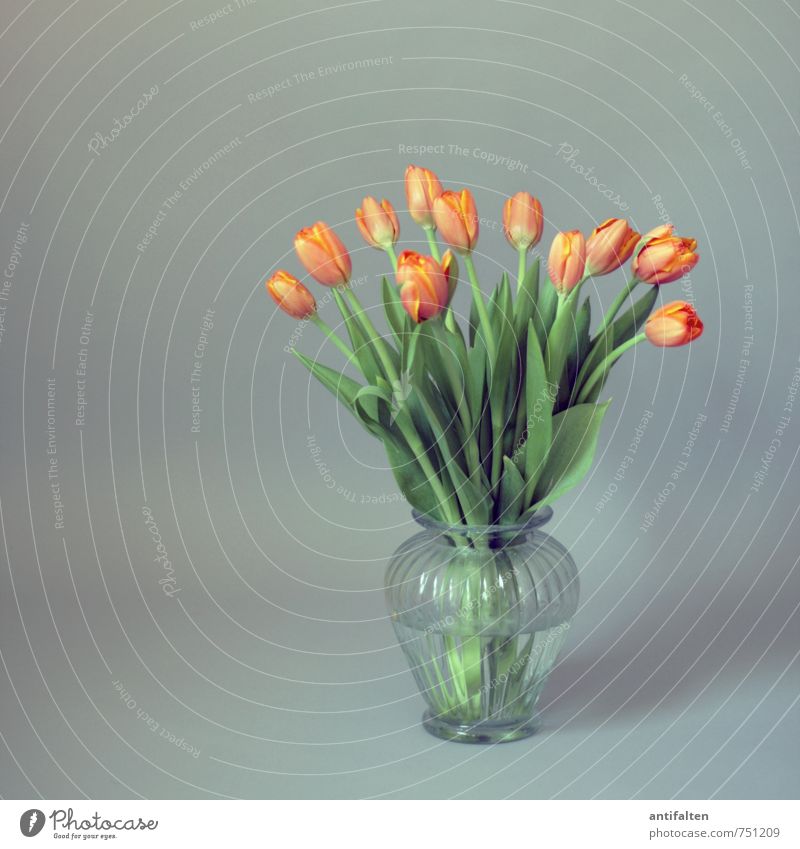 Tulips are still going Living or residing Flat (apartment) Interior design Decoration Room Living room Plant Spring Summer Leaf Blossom Bouquet Vase Flower vase