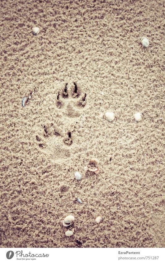 beach walk Relaxation Calm Vacation & Travel Trip Summer Summer vacation Beach Ocean Nature Sand Spring Pet Dog Animal tracks Walking Natural Brown Yellow