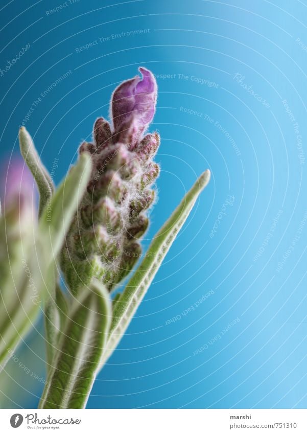 lavender Nature Plant Flower Green Violet Lavender Blossom leave Summer Fragrance Colour photo Exterior shot Close-up Detail Macro (Extreme close-up) Day