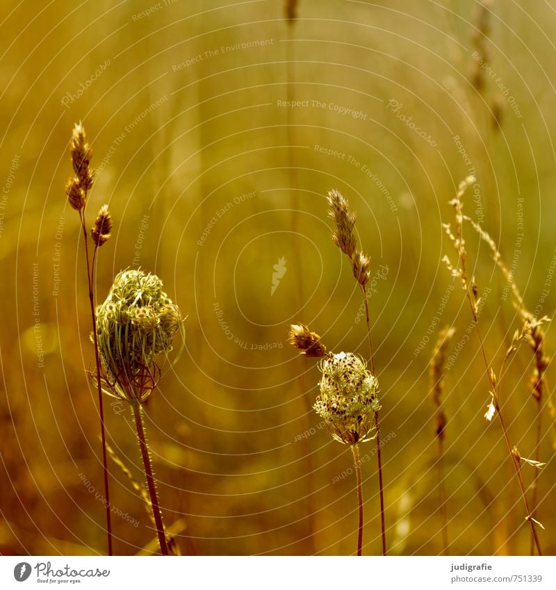 meadow Environment Nature Plant Summer Grass Blossom Wild plant Meadow Growth Fragrance Natural Warmth Brown Yellow Gold Moody Transience Colour photo