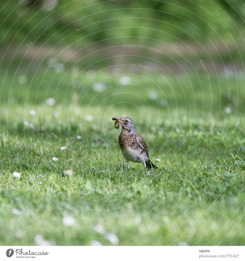 HAVE YOU Nature Animal Spring Grass Meadow Wild animal Bird Worm Turdus Pilaris 1 2 To hold on To feed Gray Green Food Foraging Looking Prey Colour photo