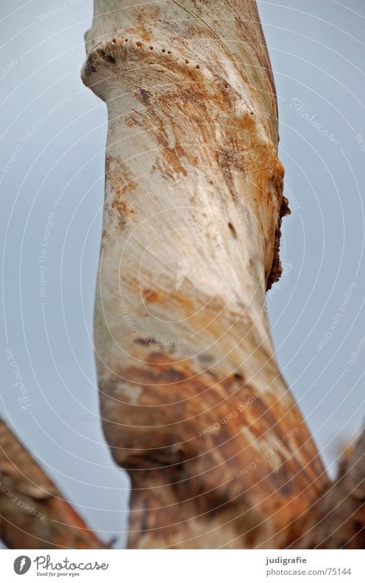 Twisted Tree Rotated Whorl Corner Sculpture Wood Western Beach Branch Sky Bend Structures and shapes Smoothness Death Life Nature