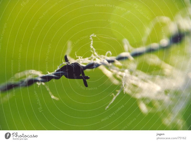 ...? Barbed wire Fence Wool Green Wire Sheep Barbed wire fence Macro (Extreme close-up) Close-up Mammal Sewing thread Pasture sheep herd herd of sheep Point