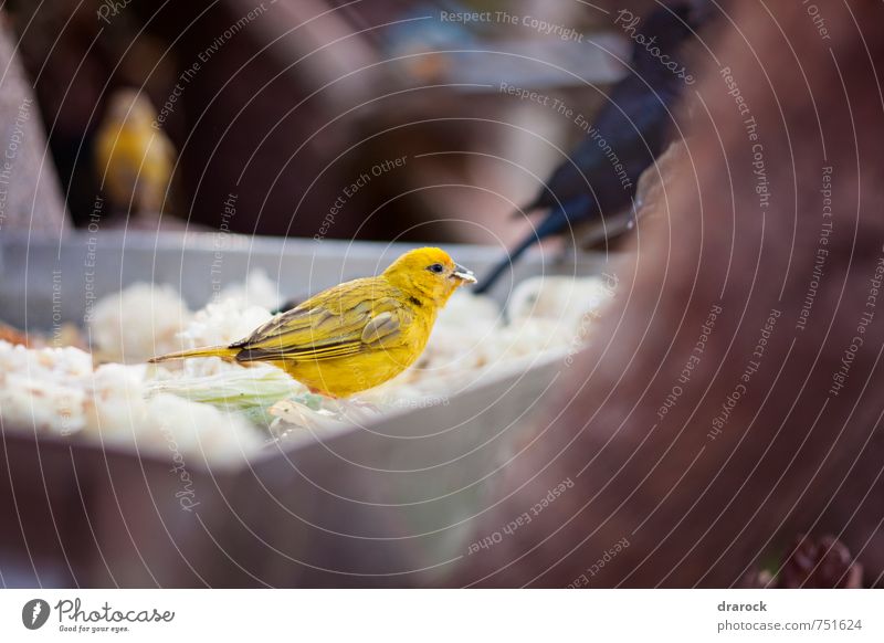 bird eating Animal Wild animal Bird Eating Zoo Yellow Feather Food photograph Thief Wing drarock Colour photo Exterior shot Morning Shallow depth of field