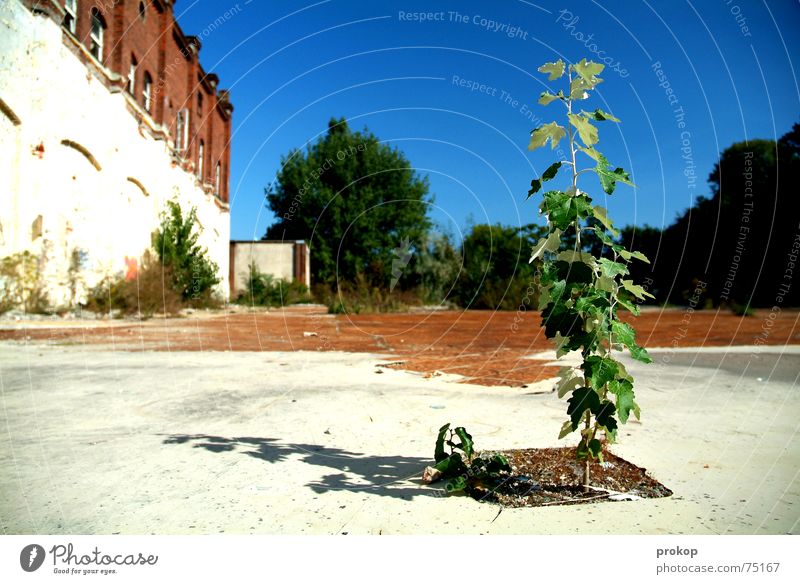 Little Goliath Tree Leaf Tumbledown Green Brave Plant Ruin White Outsider Insolvency Sky Blue Stone Earth little tree abandoned building site hope