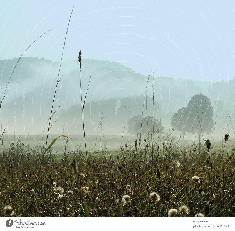 morning of fog Autumn Fog Moody Grass Tree Meadow Mountain Sky Light (Natural Phenomenon)