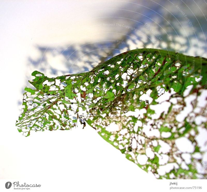 View right Leaf Consumed Green Limp Plant Waves Autumn Light Isolated Image Rotated Vista Nature Delicate Soft Transparent Airy Shadow Old Movement Hollow fetch