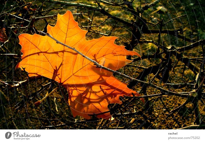 early symptoms... Autumn Beautiful Multicoloured Happiness Red Brown Dappled Leaf Tree Maple tree Bushes Branchage Autumn leaves Seasons Grief Goodbye Transform