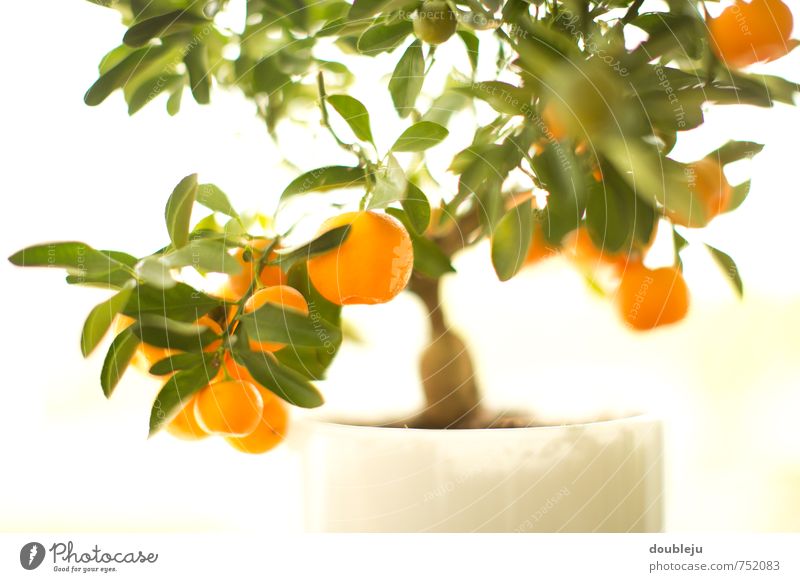 kumquats Food Nature Summer Plant Tree Leaf Foliage plant Bright Colour photo Interior shot