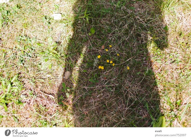 Flowers in the belly Human being Woman Adults Body 1 Spring Grass Blossoming Faded Growth Happiness Pregnant Feminine Green Emotions Spring fever Anticipation