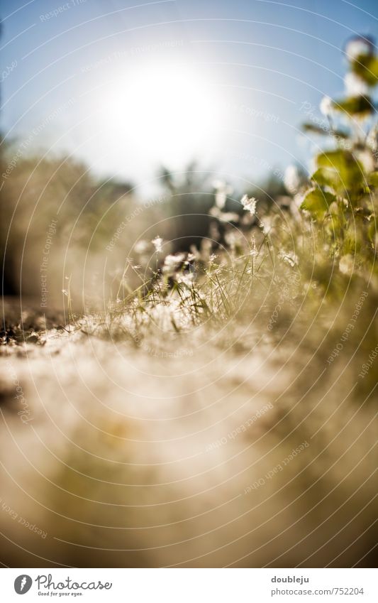 spring sun Nature Landscape Plant Sun Sunlight Spring Esthetic Colour photo Exterior shot Close-up Deserted Copy Space bottom Morning Light Sunbeam Sunrise