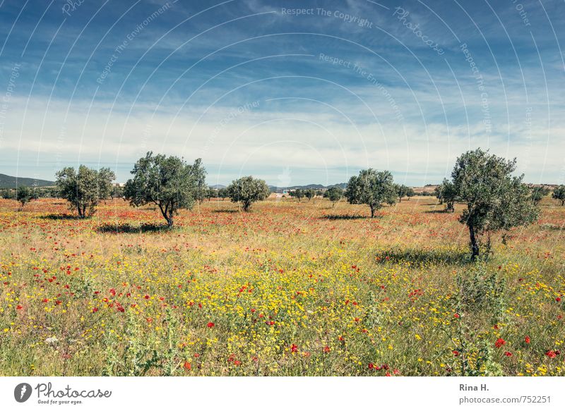 vastness Agriculture Forestry Environment Landscape Sky Clouds Horizon Spring Tree Flower Grass Field Blossoming Spring fever Far-off places Flower meadow