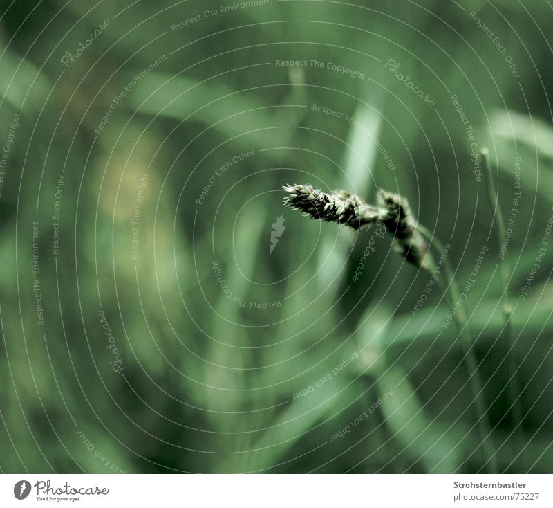 blade of grass or something Grass Blade of grass Green 2 dof Loneliness