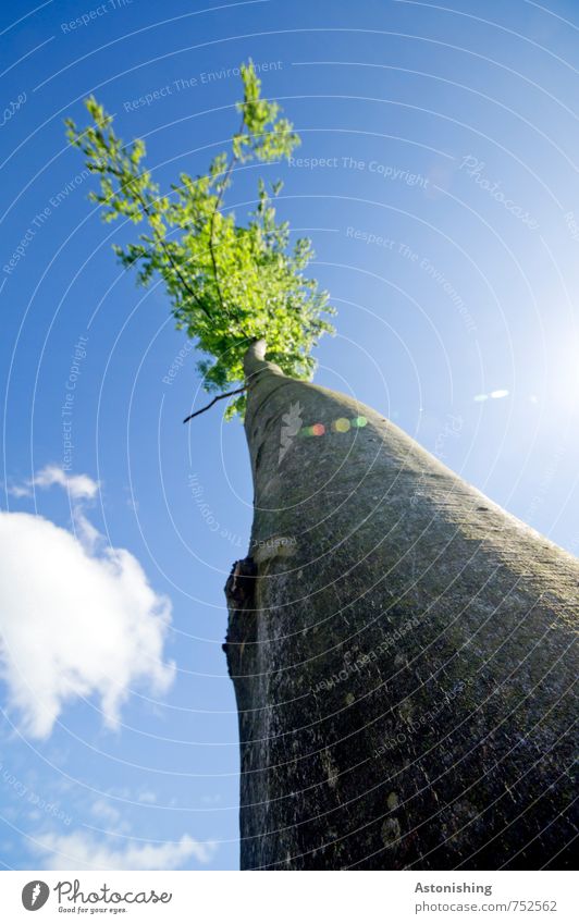 tree Environment Nature Landscape Plant Sky Clouds Sun Sunlight Spring Weather Beautiful weather Tree Leaf Foliage plant Wild plant Forest Stand Tall Blue Brown