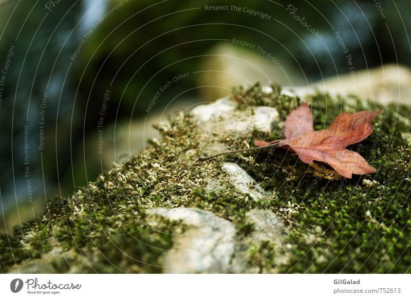 Withered Environment Nature Plant Water Summer Autumn Beautiful weather Tree Grass Moss Leaf Foliage plant Wild plant Forest Hill Rock Mountain River Hiking Old