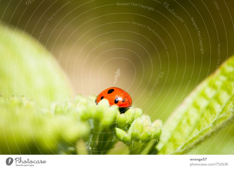 Another beetle Animal Bushes Leaf Blossom Garden Wild animal Beetle Ladybird 1 Small Near Beautiful Green Red Black Insect Leaf green Bud