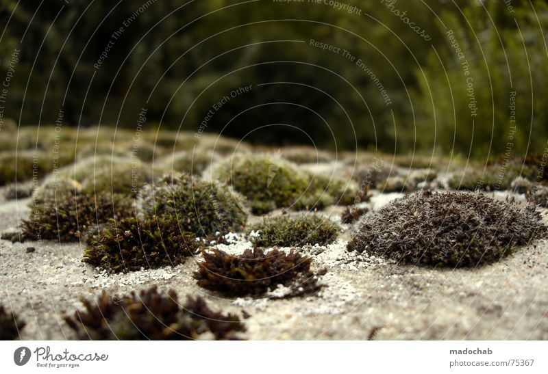 CHEAP COPY Moss Plant Green Nature Beautiful weather Transience Cemetery Growth Emotions Mushroom graveyard bothanics don't know me no sky no houses Life Death