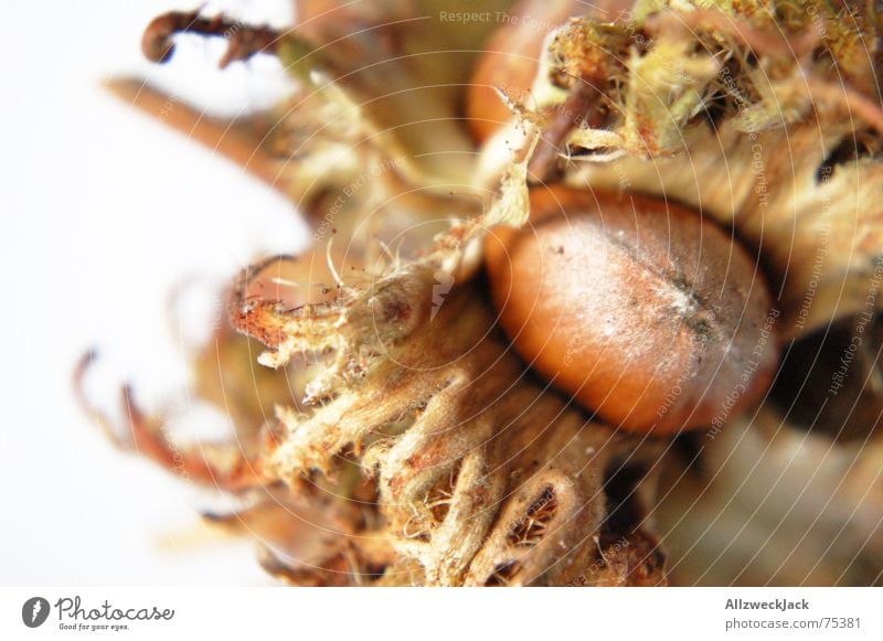 Full on the nuts Nut Hazelnut Macro (Extreme close-up) Isolated Image Brown White Close-up