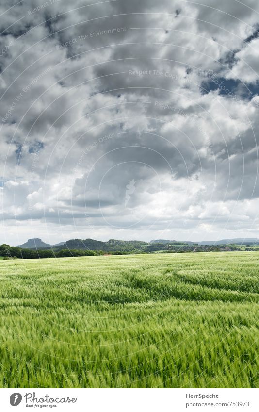 Barley field Landscape Sky Clouds Horizon Spring Plant Agricultural crop Barleyfield Barley ear Fresh Juicy Gray Green Saxony Tractor track Clouds in the sky