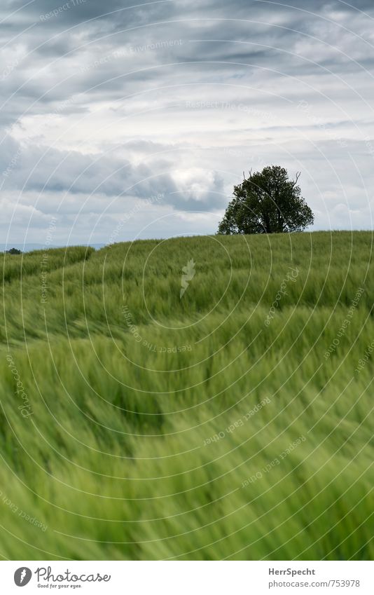 Barley field II Environment Landscape Sky Clouds Spring Bad weather Plant Tree Agricultural crop Barleyfield Grain field Saxony Saxon Switzerland Esthetic Fresh