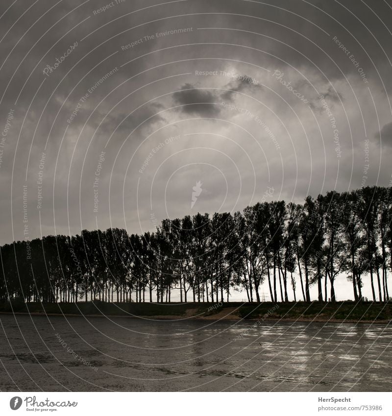 On the Labe shore Nature Landscape Sky Clouds Storm clouds Bad weather Gale Rain Thunder and lightning Tree Foliage plant River bank Elbe Czech Republic Threat