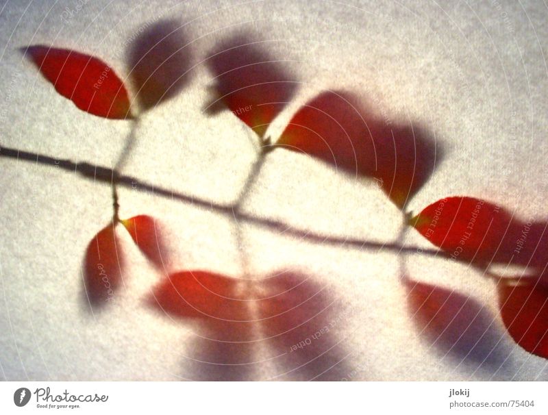 shadow wall Light Back-light Leaf Red Autumn Silhouette Washed out Vignetting Shadow Detail Twig Branch paper back light