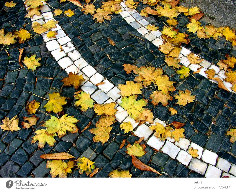 WIND><STILL Art Autumn Wind Gale Leaf Traffic infrastructure Street Snail Stone Stripe Wet Round Yellow Moody Climate Change Lanes & trails Cobblestones Spiral