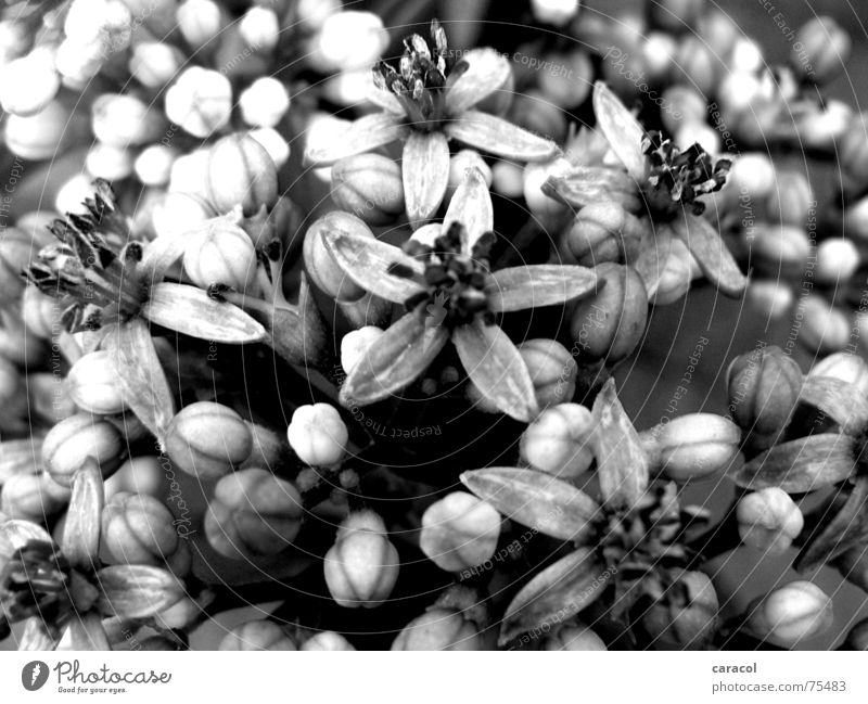 grey spring Flower Blossom Gray Black White Spring Jump Garden