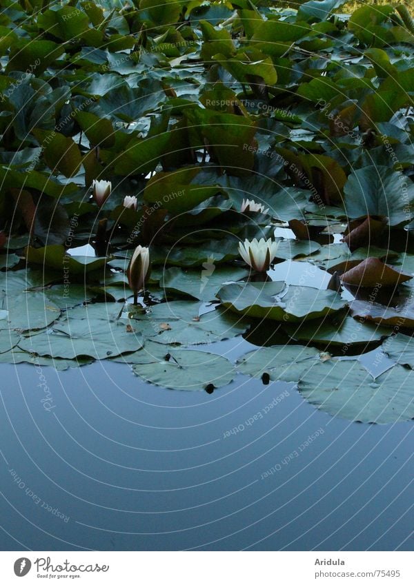 Water lily pond in soft light Lake Serene Leaf Blossom Calm Pond Evening Romance Moody Reflection Darken Green Emotions Shadow Delicate Ambient Relaxation Plant