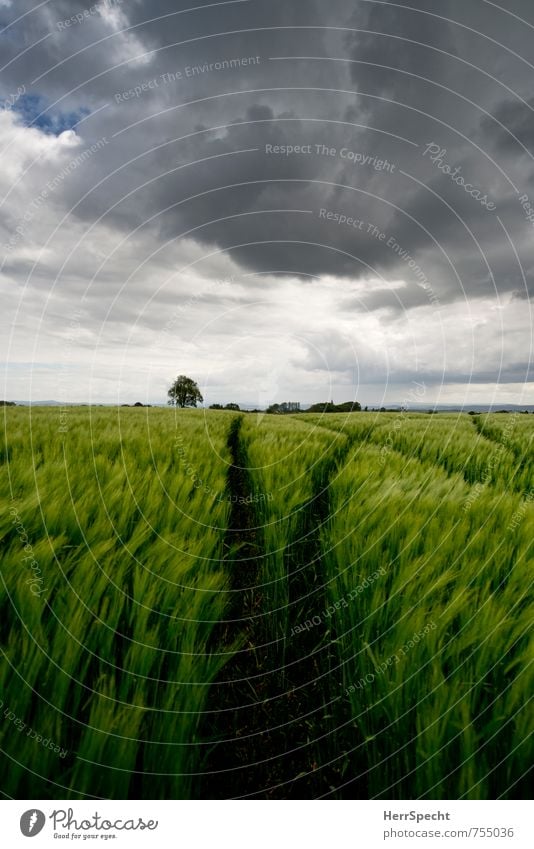 Barley field IV Environment Landscape Sky Clouds Storm clouds Spring Bad weather Wind Gale Thunder and lightning Plant Tree Agricultural crop Barleyfield