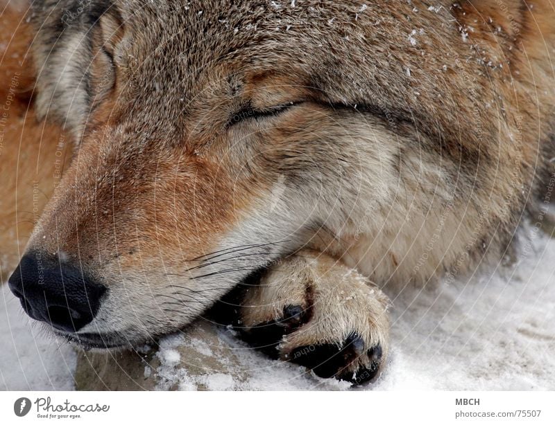 SLEEP Wolf Mongolia Dangerous Sleep Doze Relaxation Winter Cold Snout Paw Mongolian mongolian wolf Wild animal recharge one's batteries gather strength Snow