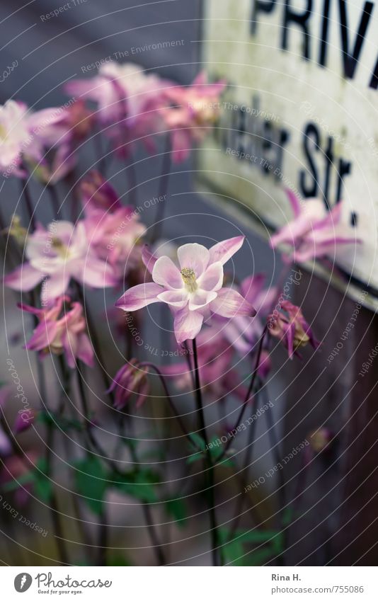 Parking lot greening Environment Nature Spring Flower Blossoming Authentic Natural Idyll Aquilegia Signs and labeling Private Wild Spring flower Colour photo