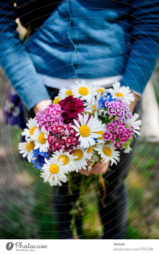 freshly picked Lifestyle Style Wellness Well-being Senses Fragrance Summer Decoration Human being Arm Legs 1 Flower Meadow flower Bouquet Marguerite To hold on