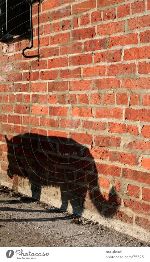 the evil wolf Little Red Riding Hood Evil Wolf Werewolf Dog Wall (barrier) Brick Brooklyn Jetty Fear and Frightening Purebred dog Graffiti shadow red hook