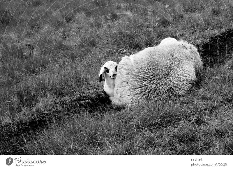 not shy at all Snub nose Lop ears Sheep Dappled Speckled Patch Black White Dalmatian Snout Pelt Wool Felt Bushy Warmth Flock carpet Soft Cute Timidity Caution