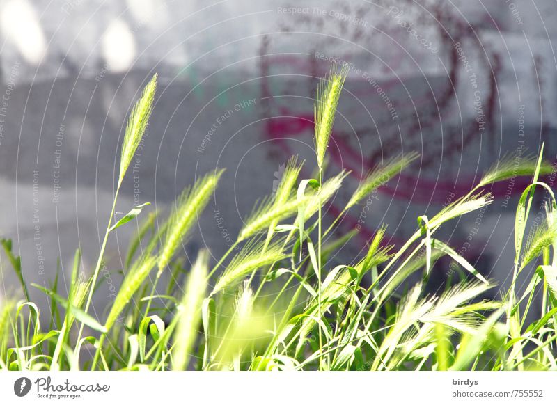 urban cornfield Spring Summer Beautiful weather Agricultural crop Grain Wheat Barley Ear of corn Wall (barrier) Wall (building) Sidewalk Illuminate Growth