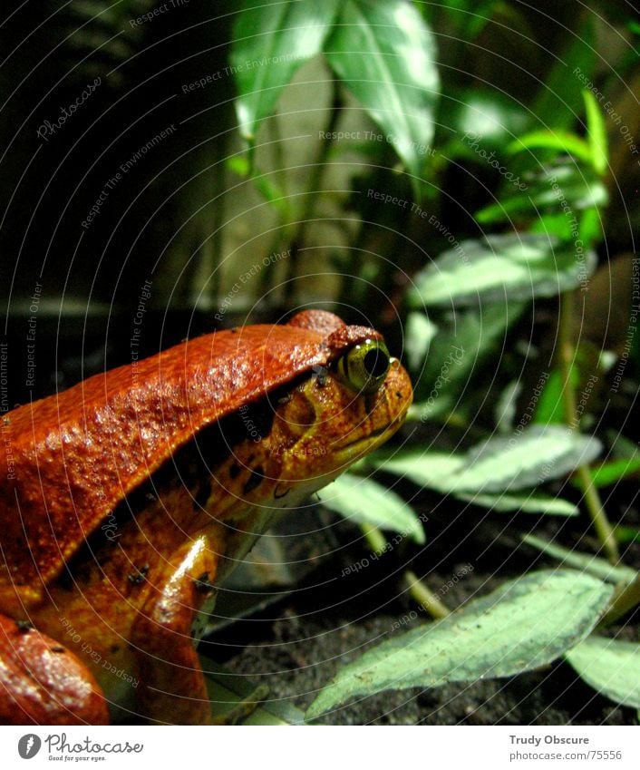 now look at me Animal Terrarium Aquarium Zoo Berlin zoo Aquatic animal Leaf Captured Jail sentence Enclosed Socialism Red scooped Frog Vegetable crawler house