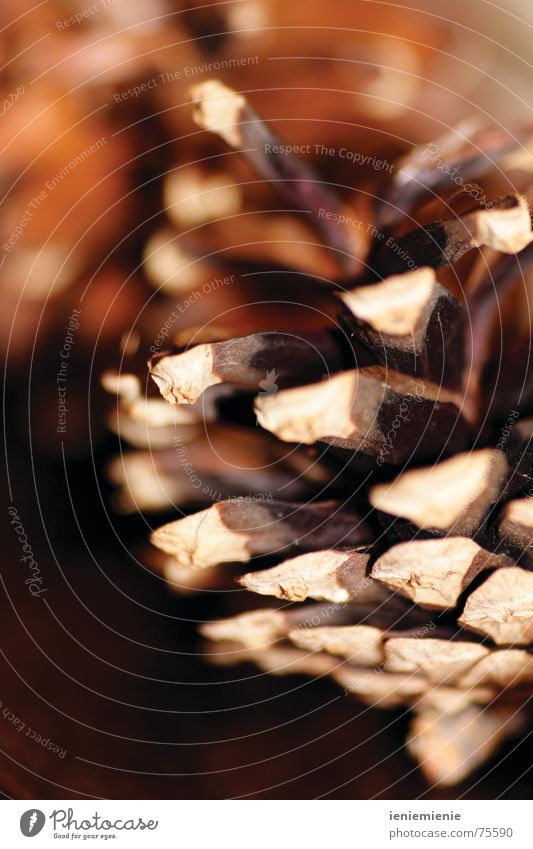 When autumn comes... Autumn Winter Cone Brown Warmth Macro (Extreme close-up) Open Pine cone Point