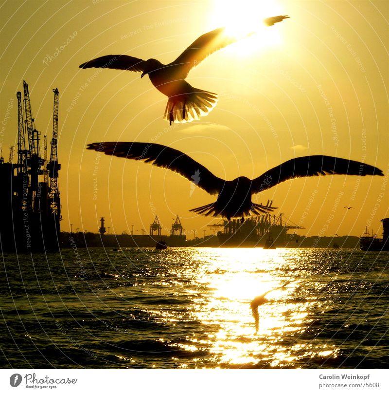 Hamburg City Lights... Crane Longing Together Attack St. Pauli Dusk Sunset Loneliness Grief Beautiful Jetty Elbe Harbour Flying fly Sadness