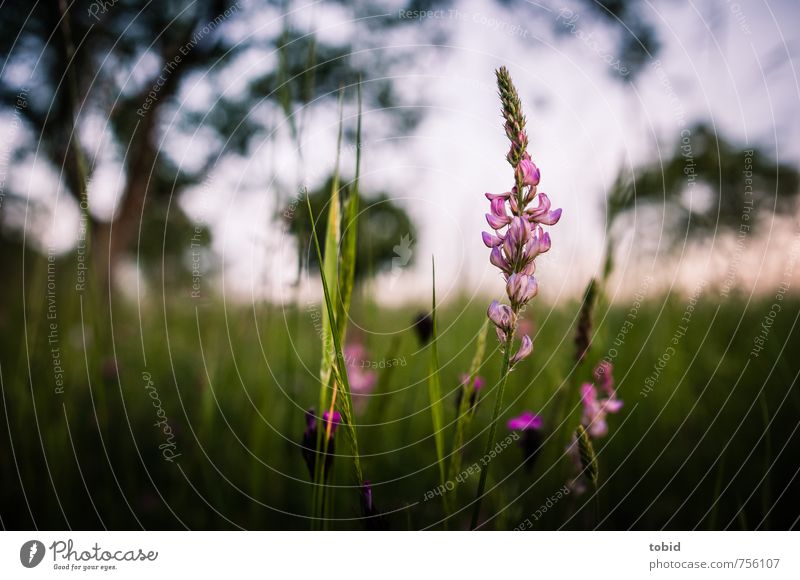 flowers Nature Landscape Plant Sky Cloudless sky Sunrise Sunset Spring Beautiful weather Flower Grass Foliage plant Meadow flower Blade of grass Multicoloured