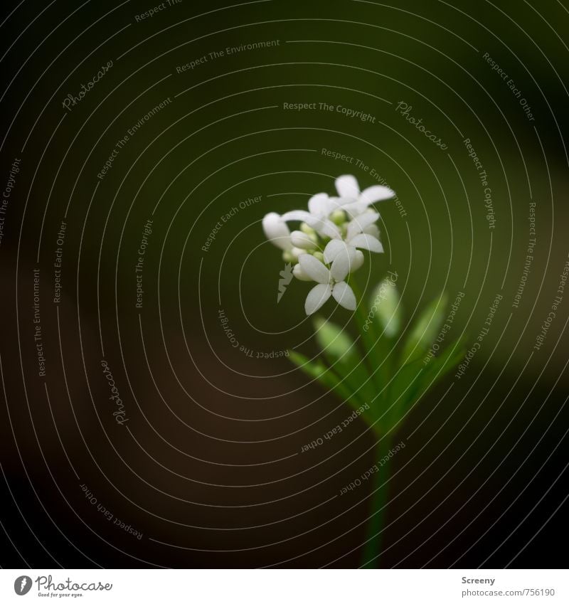 tender master Nature Plant Spring Flower Leaf Blossom Wild plant Woodruff Forest Blossoming Fragrance Growth Elegant Small Green White Spring fever Beautiful