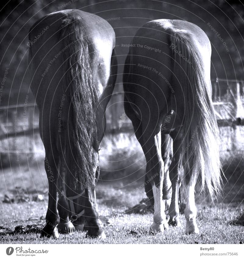 You want an ass card?! Horse Hind quarters Rear view Complain Tails To feed Meadow Summer Pasture rambunctious hair Hair and hairstyles summer pasture Nutrition