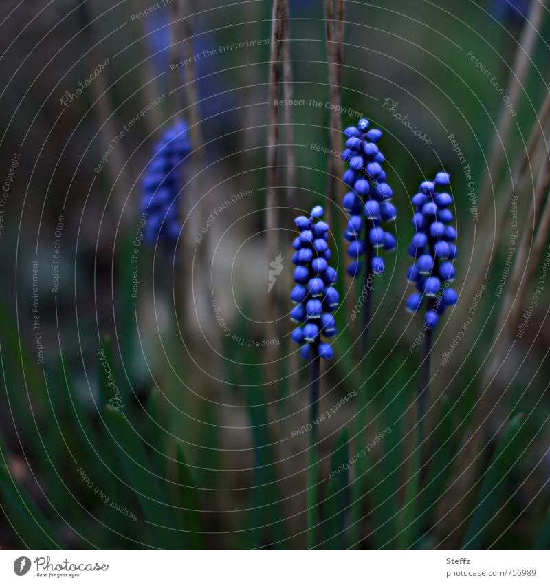 dark blue flowering mysterious grape hyacinths spring flowers Muscari garden flowers spring awakening blossom Spring flowering plant heralds of spring