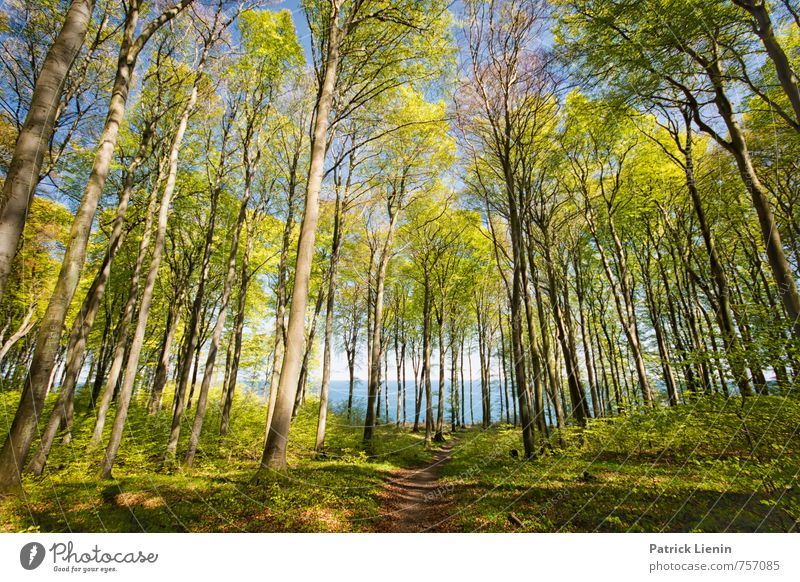 Spring on Rügen Wellness Harmonious Contentment Senses Vacation & Travel Tourism Trip Adventure Far-off places Freedom Sun Hiking Environment Nature Landscape