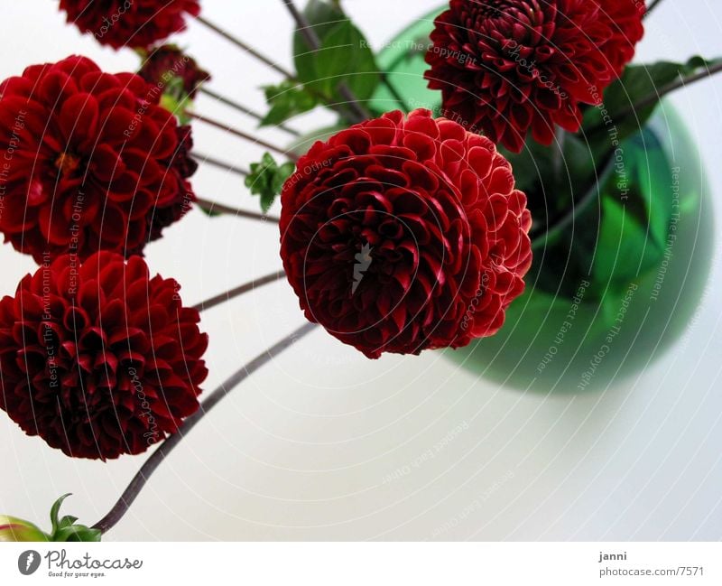 flowers in red Flower Blossom Red Photographic technology Macro (Extreme close-up)