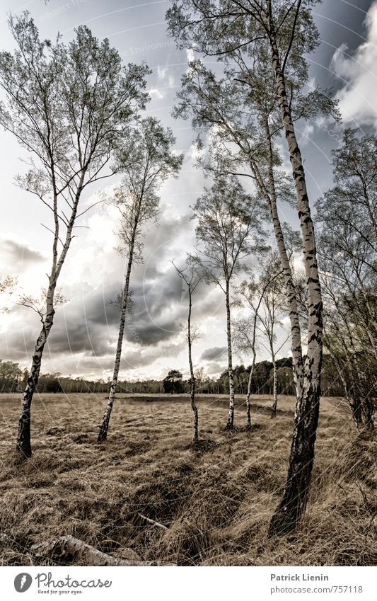 Duvenstedt Brook Environment Nature Landscape Plant Elements Sky Clouds Spring Summer Beautiful weather Tree Grass Foliage plant Meadow Forest Bog Marsh Energy